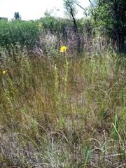 Helianthus nuttallii