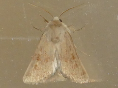Luperina rubella