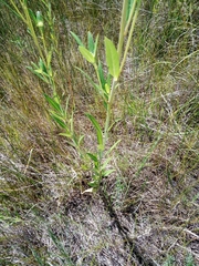 Helianthus nuttallii