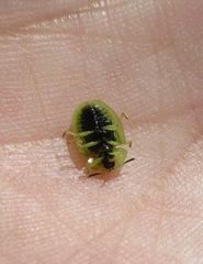 Cassida stigmatica
