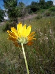 Helianthus nuttallii