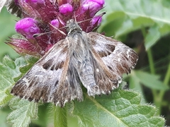 Muschampia floccifera