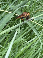 Cophinopoda chinensis