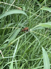 Cophinopoda chinensis