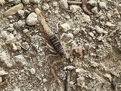 Paruroctonus variabilis