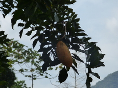 Swartzia langsdorffii