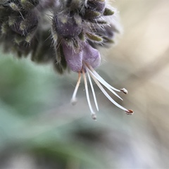 Phacelia hastata compacta