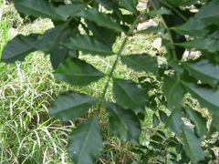 Swartzia langsdorffii