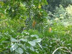 Swartzia langsdorffii