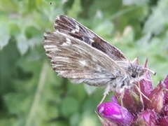 Muschampia floccifera