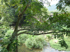 Swartzia langsdorffii