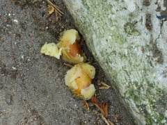 Swartzia langsdorffii