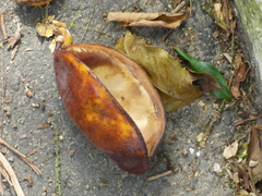 Swartzia langsdorffii