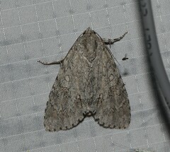 Acronicta immodica