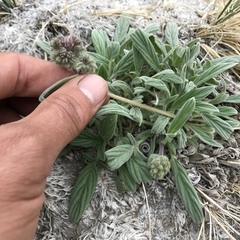 Phacelia hastata compacta