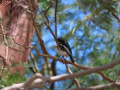 Batis pririt affinis