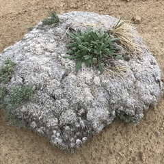 Phacelia hastata compacta
