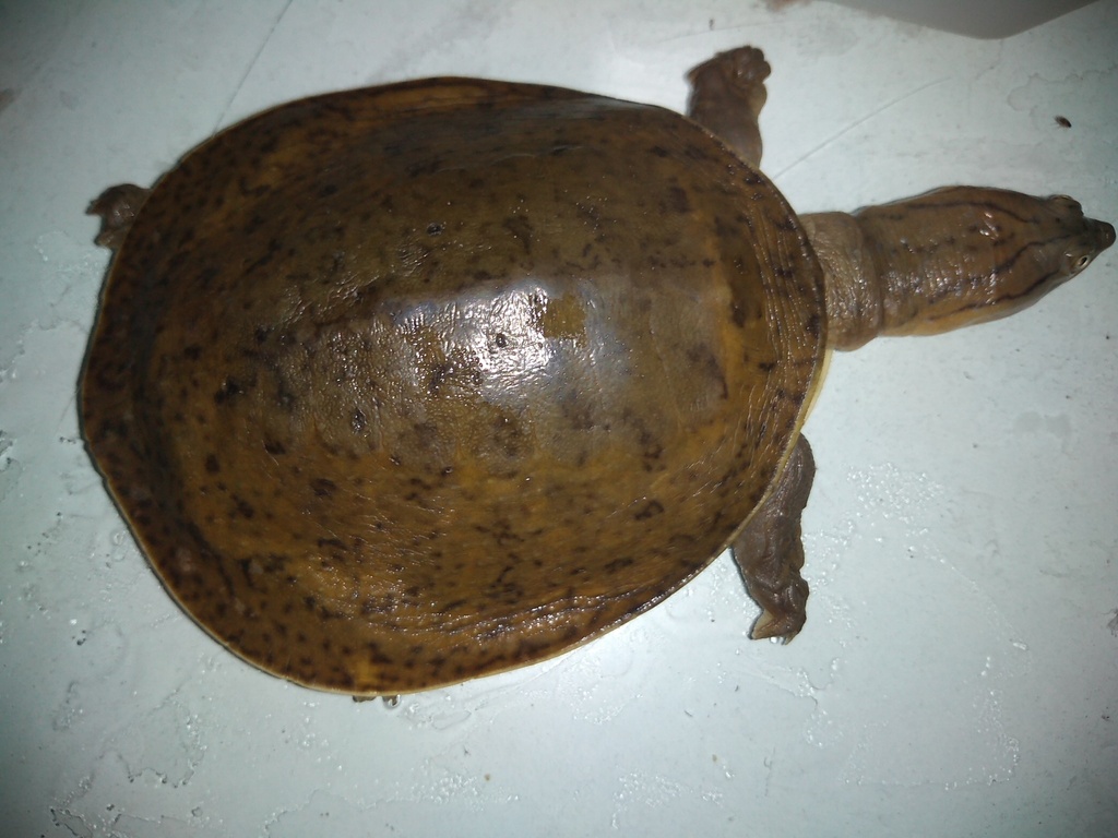 Indian Flapshell Turtle from Chhani Jakatnaka, Vadodara, Gujarat, India ...