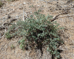 Symphoricarpos rotundifolius parishii