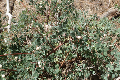 Symphoricarpos rotundifolius parishii