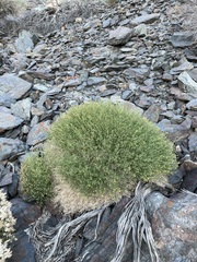 Perityle megalocephala