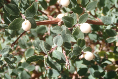Symphoricarpos rotundifolius parishii