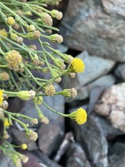 Perityle megalocephala