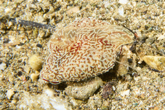 Coeloplana meteoris