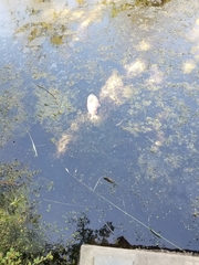 Coregonus clupeaformis