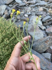 Perityle megalocephala