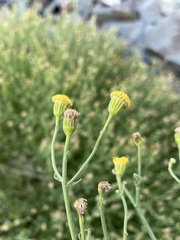 Perityle megalocephala