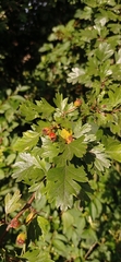 Crataegus monogyna