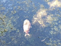 Coregonus clupeaformis