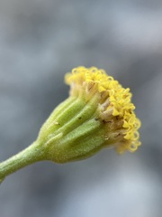 Perityle megalocephala