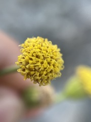 Perityle megalocephala