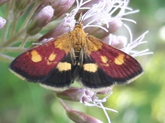 Pyrausta falcatalis