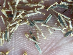 Perityle megalocephala