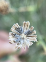 Perityle megalocephala