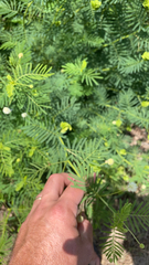 Desmanthus illinoensis