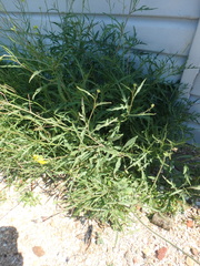 Diplotaxis tenuifolia