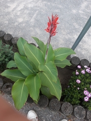 Canna indica