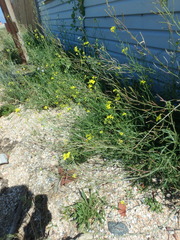 Diplotaxis tenuifolia