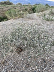 Eriogonum baileyi baileyi