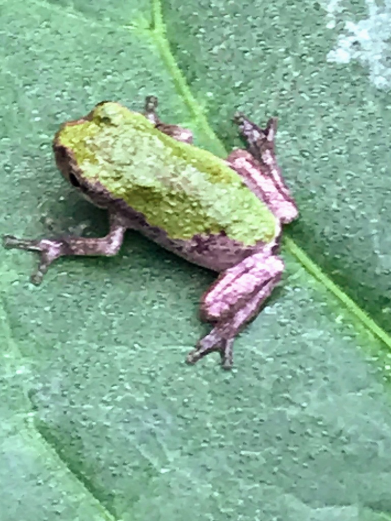 Gray Treefrog Species Complex from Greenbelt, MD, USA on August 07 ...