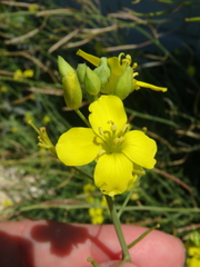 Diplotaxis tenuifolia
