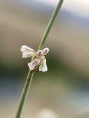 Eriogonum baileyi baileyi