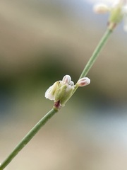Eriogonum baileyi baileyi