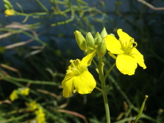 Diplotaxis tenuifolia
