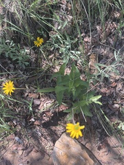 Lasianthaea podocephala