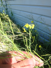 Diplotaxis tenuifolia